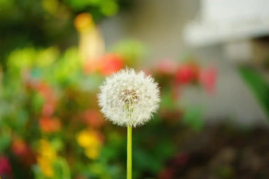 強制解除婚姻的注意事項